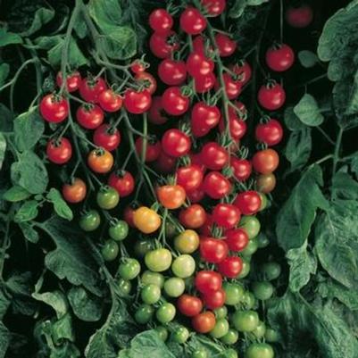 Solanum lycopersicon Supersweet 100