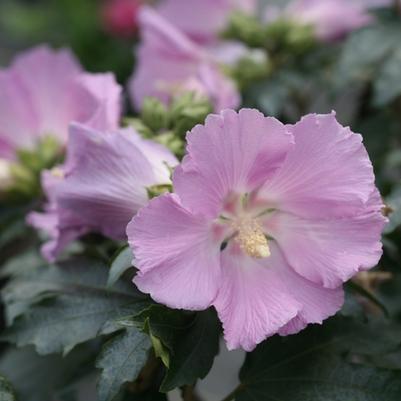 Hibiscus Pollypetite&reg;