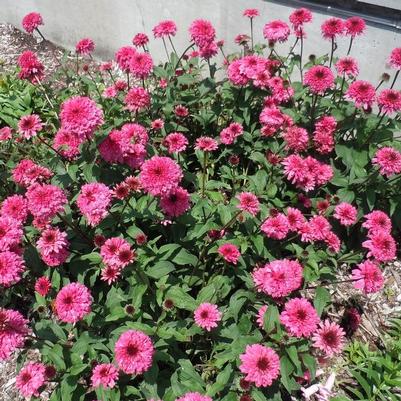 Echinacea Lovely Lolly