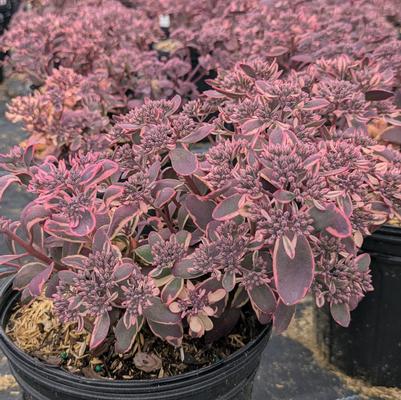 Sedum Sunsparkler&reg; Dream Dazzler