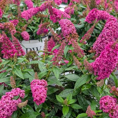 Buddleia Pugster Pico Punch&trade;