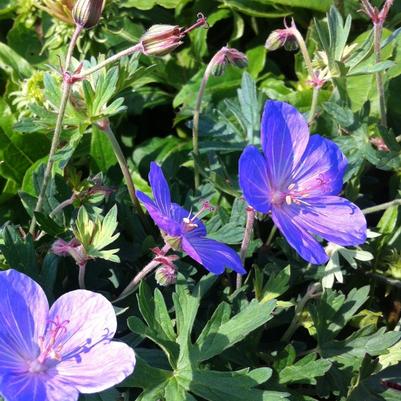 Geranium Johnson's Blue