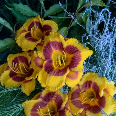 Hemerocallis Fooled Me