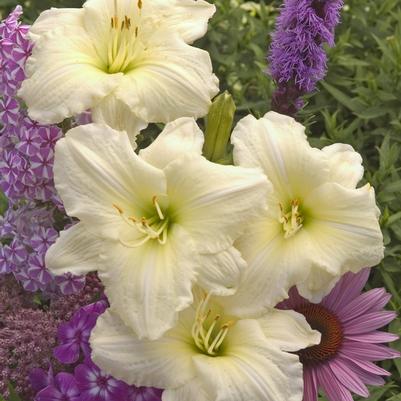 Hemerocallis Joan Senior