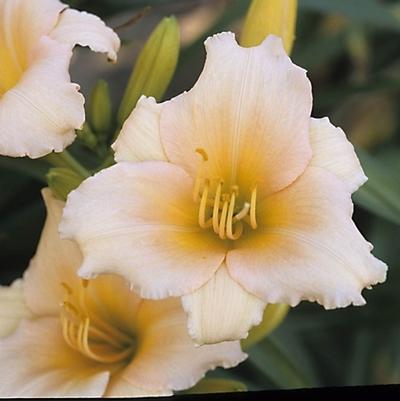 Hemerocallis Mini Pearl