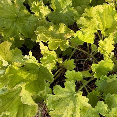 Heuchera Lemon Love