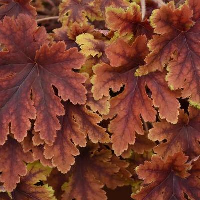 Heucherella Copper King