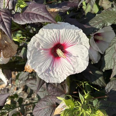 Hibiscus Dark Mystery