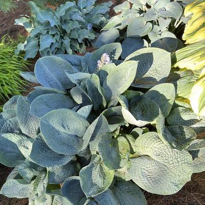 Hosta Big Daddy