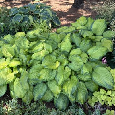 Hosta Stained Glass