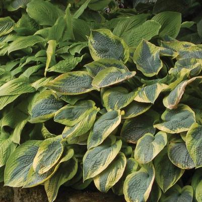 Hosta Tokudama Flavocircinalis