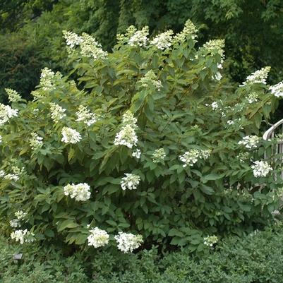 Hydrangea paniculata Unique