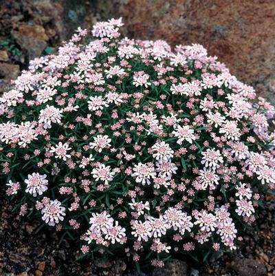 Iberis aurosica Sweetheart