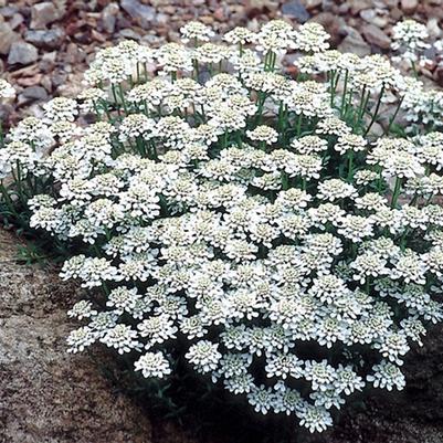 Iberis sempervirens Snow Cushion