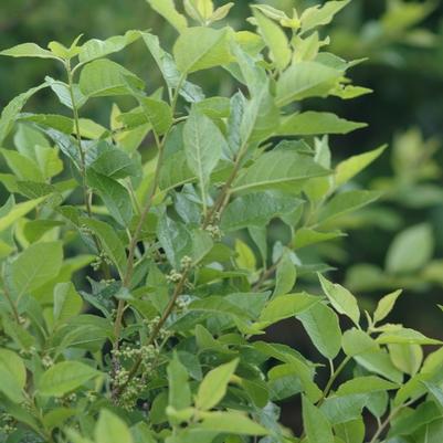 Ilex verticillata Apollo