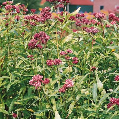 Asclepias incarnata Soulmate