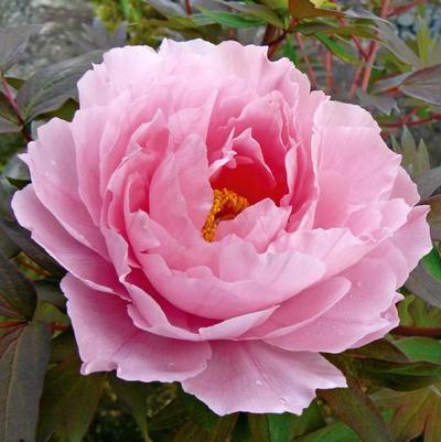 Paeonia suffruticosa Pink