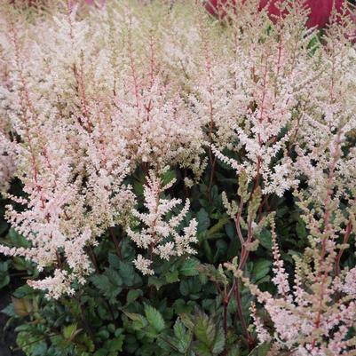Astilbe chinensis Spotlight