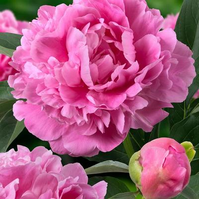 Paeonia lactiflora Jacorma