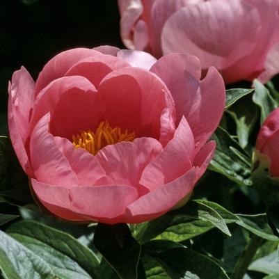 Paeonia lactiflora Lovely Rose
