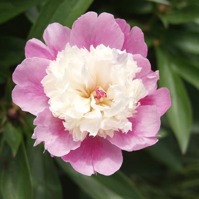 Paeonia lactiflora Sorbet