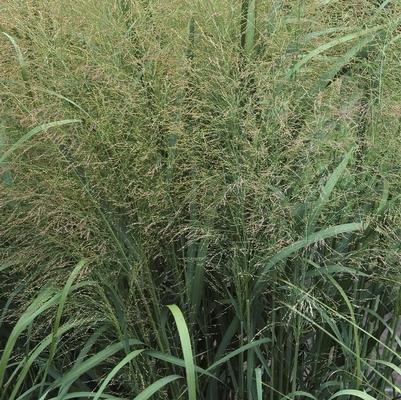Panicum virgatum Thundercloud