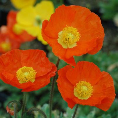 Papaver nudicaule Garden Gnome