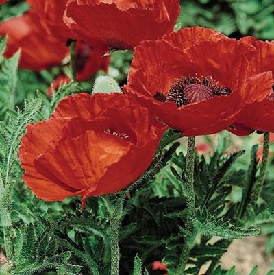 Papaver orientale Beauty of Livermere