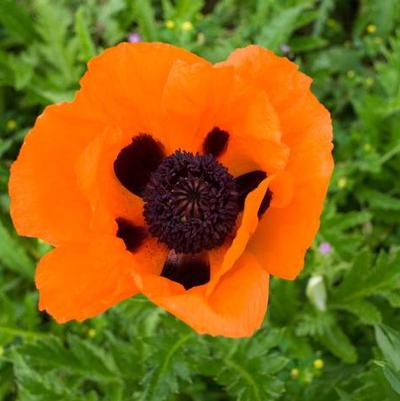 Papaver orientale Prince of Orange