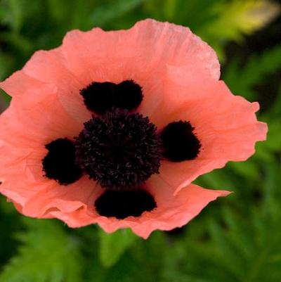 Papaver orientale Queen Alexandra