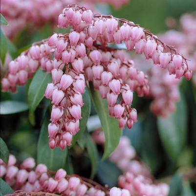 Pieris japonica Katsura