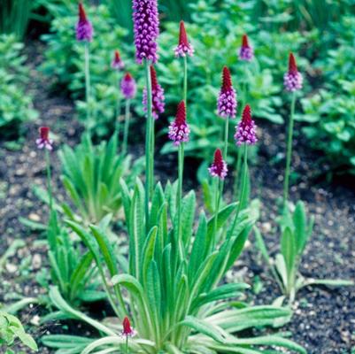 Primula vialii 
