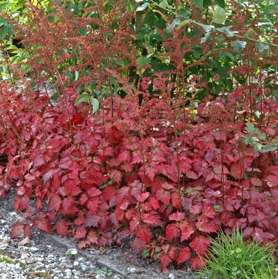 Astilbe x arendsii Color Flash&reg;