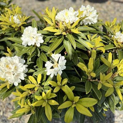 Rhododendron David Leach hybrid Capistrano