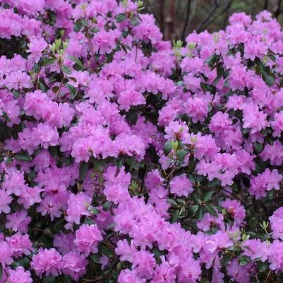 Rhododendron Purple Gem