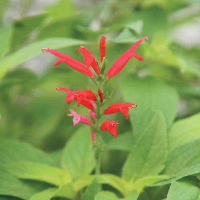 Salvia elegans 