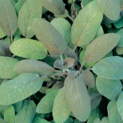 Salvia officinalis Purpurascens