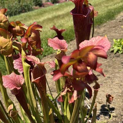 Sarracenia x moorei Conversation Piece