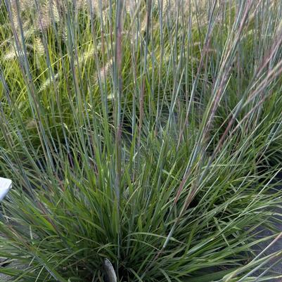 Schizachyrium scoparium Little Red Fox