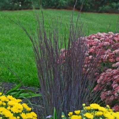 Schizachyrium scoparium Smoke Signal