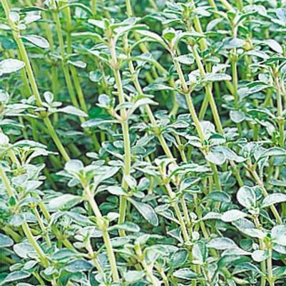 Thymus vulgaris Argenteus