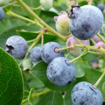 Vaccinium corymbosum Bluejay