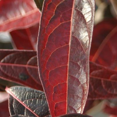 Viburnum nudum Brandywine&trade;