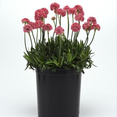 Armeria pseudarmeria Dreameria&reg; Dreamland