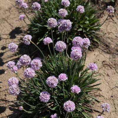 Armeria pseudarmeria Dreameria&reg; Sweet Dreams