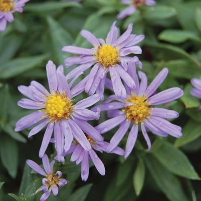 Aster novi-belgii Professor Anton Kippenburg