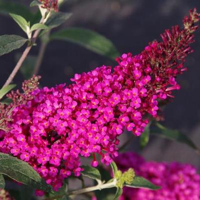 Buddleia davidii Buzz&trade; Hot Raspberry