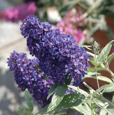 Buddleia davidii Buzz&reg; Midnight