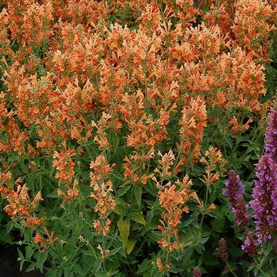 Agastache Poquito&trade; Orange