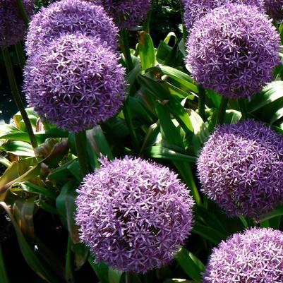 Allium x giganteum Globemaster